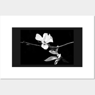 Magnolia Branch Black and White Photography Posters and Art